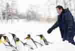 旭山動物園物語〜ペンギンが空をとぶ〜 メインイメージ